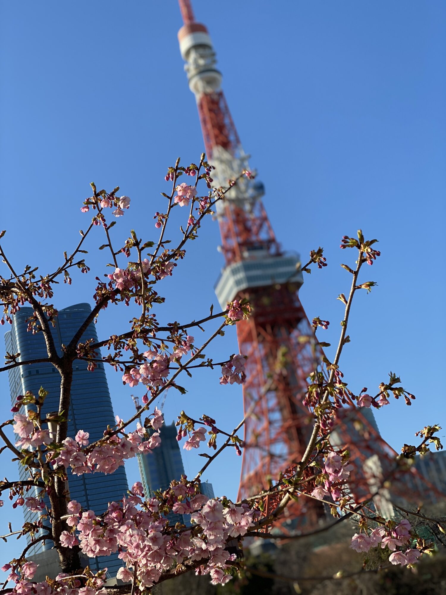 東京タワー春